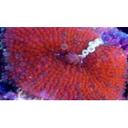 Ricordea Yuma Рикордея юма красная 