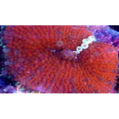 Ricordea Yuma Рикордея юма красная Ricordea Yuma Рикордея юма красная