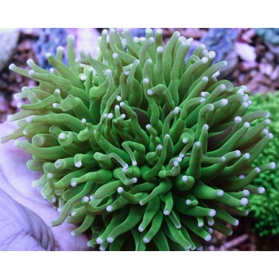 Heliofungia actiniformis Гелиофунгия актиноформис зеленая Heliofungia actiniformis Гелиофунгия актиноформис зеленая