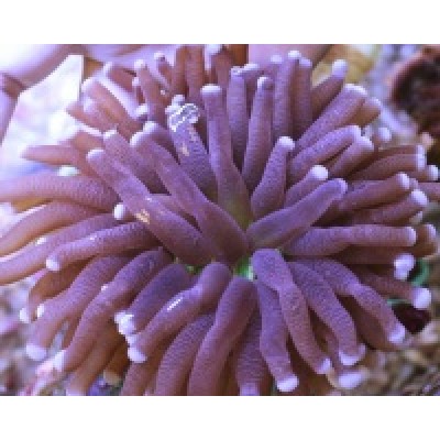 Heliofungia actiniformis Гелиофунгия актиноформис розовая Heliofungia actiniformis Гелиофунгия актиноформис розовая