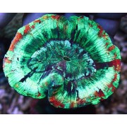 Трахифиллия Жоффруа, M