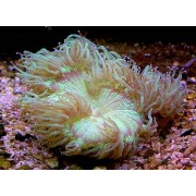 Catalaphyllia jardinei Каталафиллия зеленая