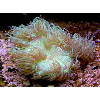 Catalaphyllia jardinei Каталафиллия зеленая Catalaphyllia jardinei Каталафиллия зеленая