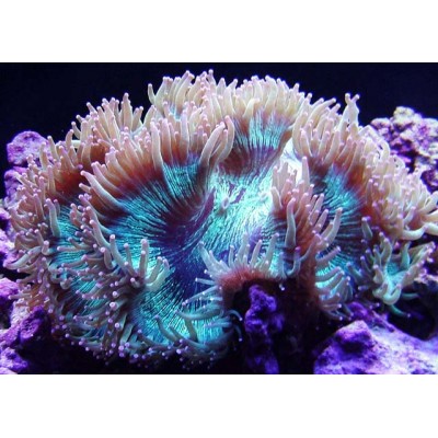 Catalaphyllia jardinei Каталафиллия элегантная L Catalaphyllia jardinei Каталафиллия элегантная L