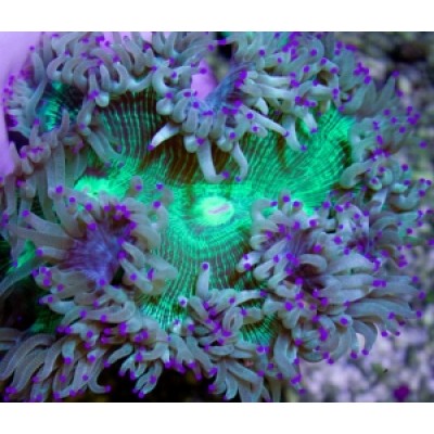 Catalaphyllia jardinei каталафиллия элегантная пурпурная Catalaphyllia jardinei каталафиллия элегантная пурпурная