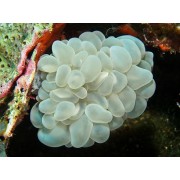 Плерогира (Plerogyra turbida)