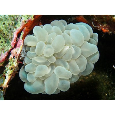 Плерогира (Plerogyra turbida) Плерогира (Plerogyra turbida)