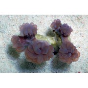 Пузырчатый коралл (Plerogyra simplex)