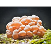 Plerogyra sinuosal  Пузырьковый коралл XL