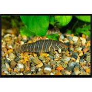 Боция полосатая красный хвост (Pseudecheneis marurus)