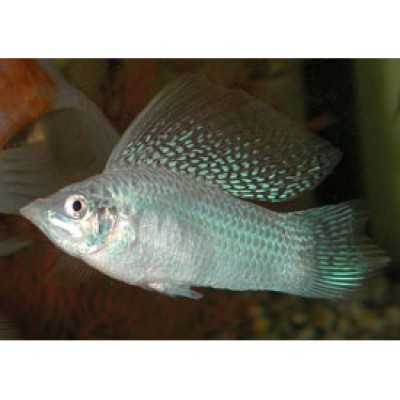 Моллинезия L (аквариумная рыба) Моллинезия L (аквариумная рыба)