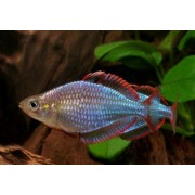 Радужница L (аквариумная рыба)