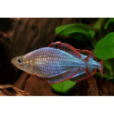 Радужница L (аквариумная рыба) Радужница L (аквариумная рыба)