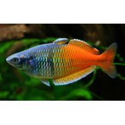 Радужница XL (аквариумная рыба)
