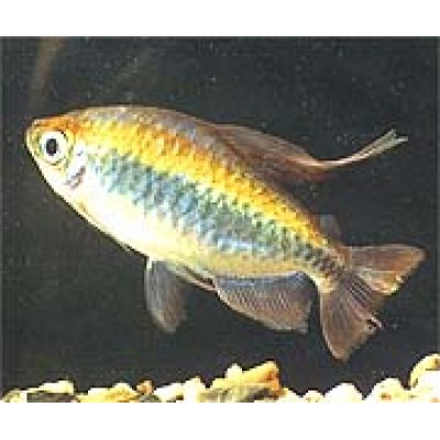 Тетра Конго Тетра Конго