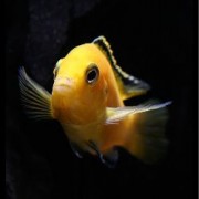 Лабидохромис Жёлтый (Аквариумная рыбка)