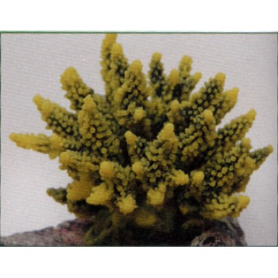 Коралл пластиковый жёлто-зелёный, 11.5*10*9 см (SH095GY) Коралл пластиковый жёлто-зелёный, 11.5*10*9 см (SH095GY)