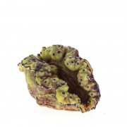 Тридакна пластиковая жёлто-красная, 15*10.8*10.8см (SH049MRY)