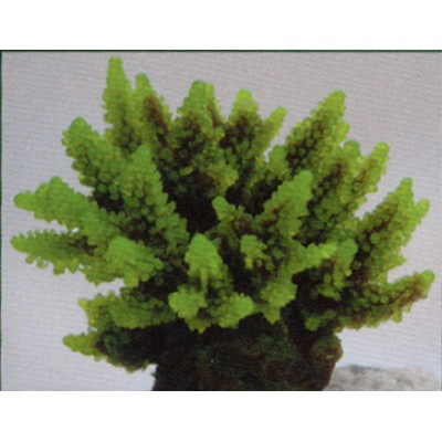 Коралл пластиковый зелёный, 11.5*10*9см (SH095G) Коралл пластиковый зелёный, 11.5*10*9см (SH095G)