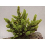 Коралл пластиковый зелёный, 12.6*10.7*11 см (SH059G)