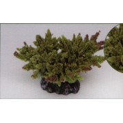Коралл пластиковый зелёный, 14*11*6.5 см (MA116G)