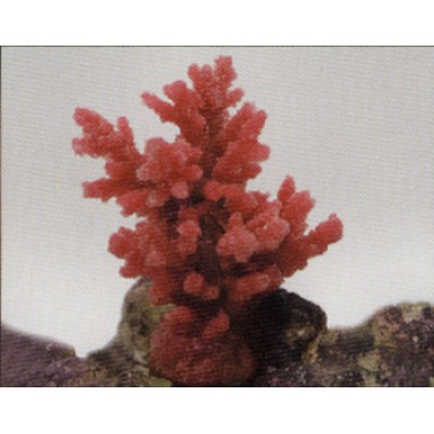 Коралл пластиковый розовый, 8*7*10 см (SH9032PI) Коралл пластиковый розовый, 8*7*10 см (SH9032PI)