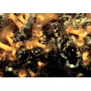 Parazoanthus паразоантус коричневый