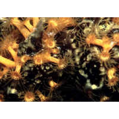 Parazoanthus паразоантус коричневый Parazoanthus паразоантус коричневый