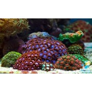 Зоантусы (Zoanthus) Ассорти M
