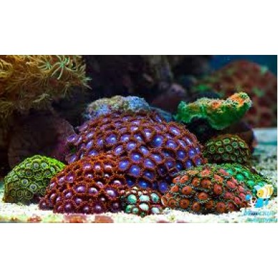 Зоантусы (Zoanthus) Ассорти M Зоантусы (Zoanthus) Ассорти M