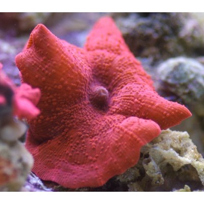 Дискосомы цветные (1 фраг) Дискосомы цветные (1 фраг)