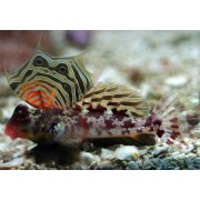 Мандаринка глазчатая (Synchiropus ocellatus). 