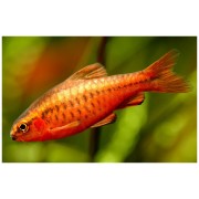 Барбус Вишнёвый (аквариумная рыба)
