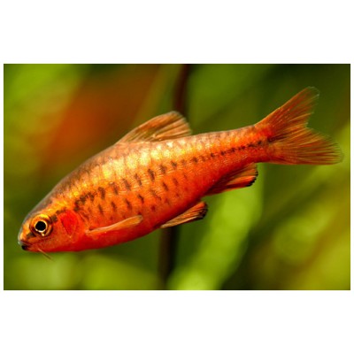 Барбус Вишнёвый (аквариумная рыба) Барбус Вишнёвый (аквариумная рыба)