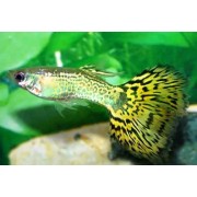 Гуппи L (аквариумная рыба)