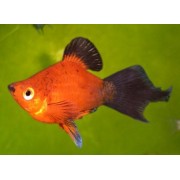 Пецилия S (аквариумная рыба)