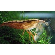 Креветка- Фильтратор (Atyopsis moluccensis)