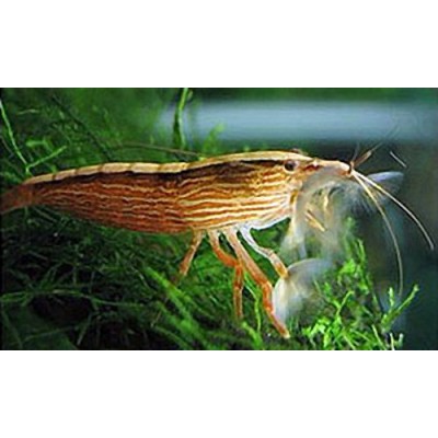 Креветка- Фильтратор (Atyopsis moluccensis) Креветка- Фильтратор (Atyopsis moluccensis)