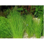 Элеохарис в горшочке (Eleocharis acicularis)