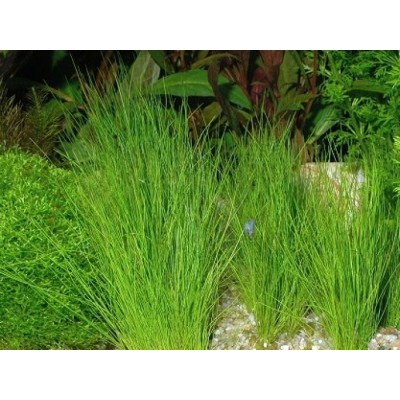 Элеохарис в горшочке (Eleocharis acicularis) Элеохарис в горшочке (Eleocharis acicularis)