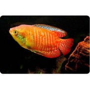 Колиза полосатая (Colisa fasciata)