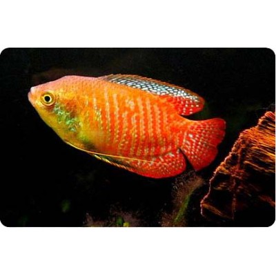 Колиза полосатая (Colisa fasciata) Колиза полосатая (Colisa fasciata)