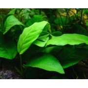 Анубиас бартери нана