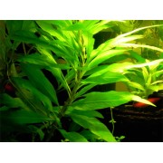 Лимонник сиамский Nomaphila corymbosa Siamensis