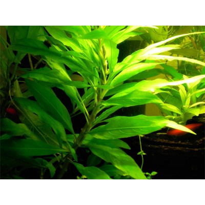 Лимонник сиамский Nomaphila corymbosa Siamensis Лимонник сиамский Nomaphila corymbosa Siamensis