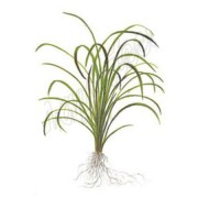 Офиопогон ябуран (Ophiopogon jaburan)