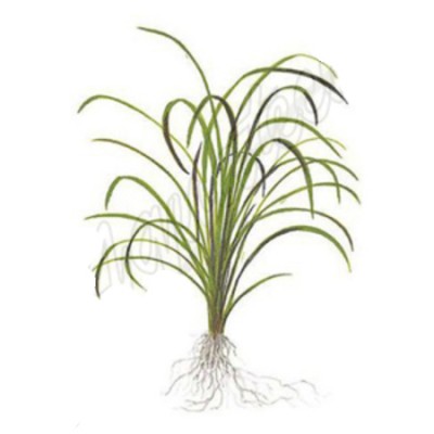 Офиопогон ябуран (Ophiopogon jaburan) Офиопогон ябуран (Ophiopogon jaburan)