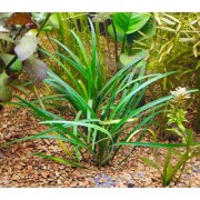 Офиопогон японский "Киото" Ophiopogon japonica 'Kyoto dwarf'