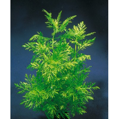 Синема Синема