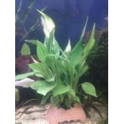 Спатифиллум Уоллиса – Spathiphyllum Uollis